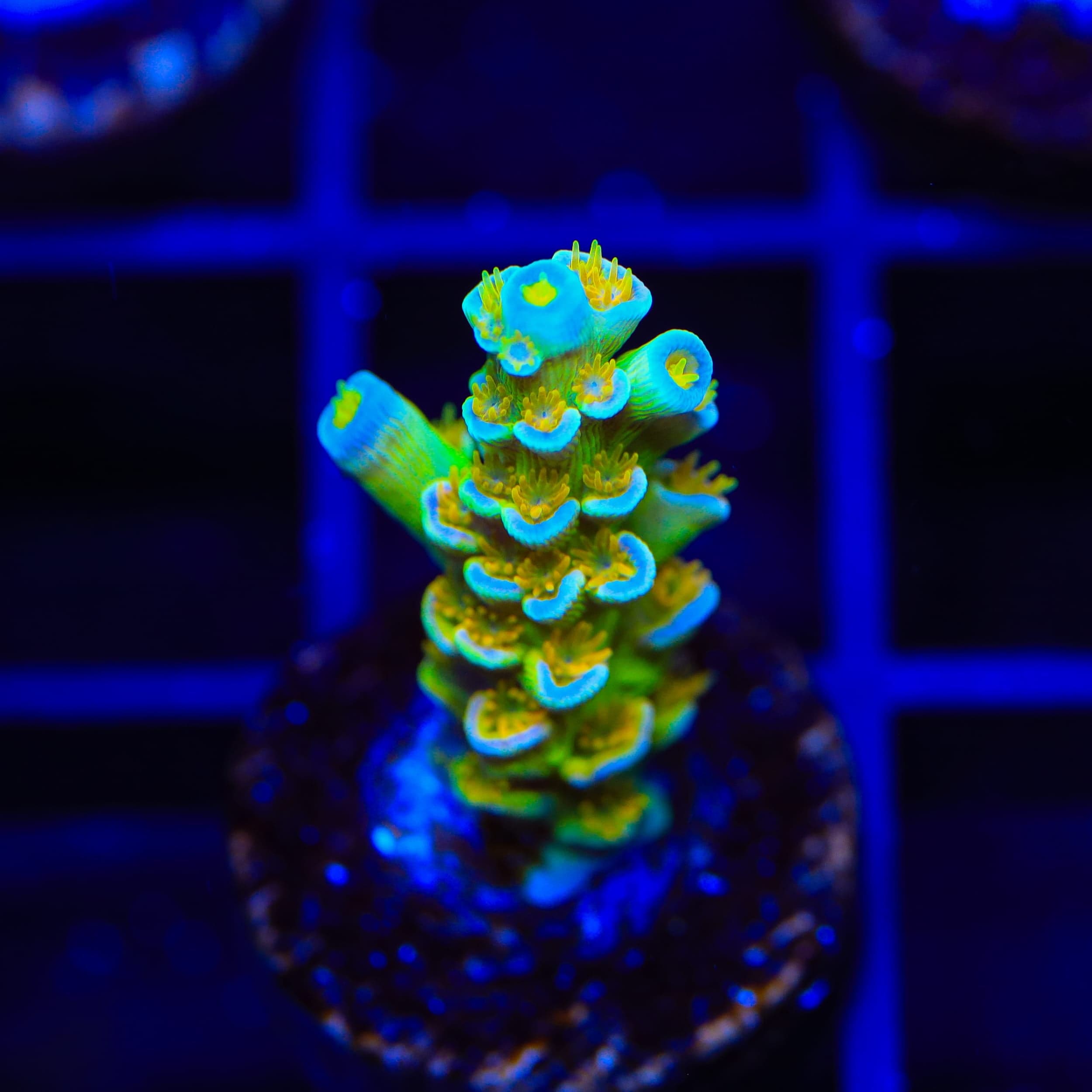 Sexy Corals Orange Passion Tenuis Acropora Coral