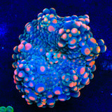 Shipwreck Yuma Coral