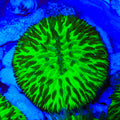 Slimer Plate Coral