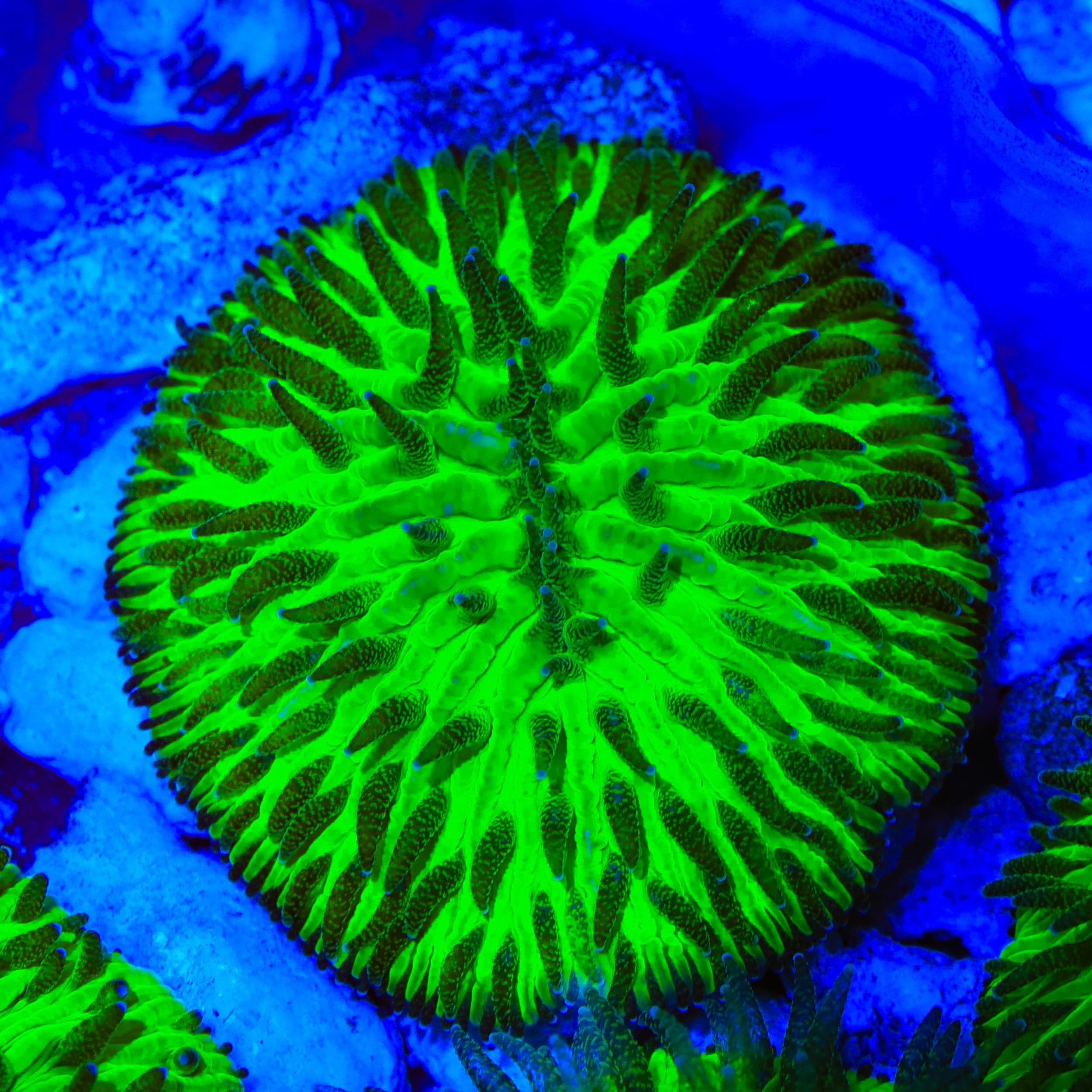Slimer Plate Coral