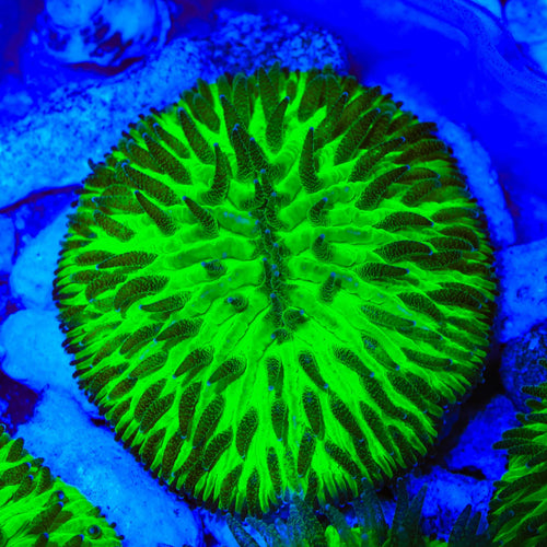 Slimer Plate Coral