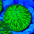 Slimer Plate Coral