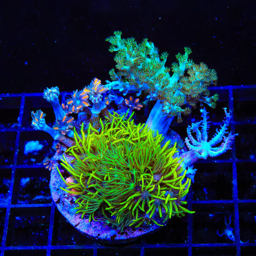Soft Coral Combo Leather Coral