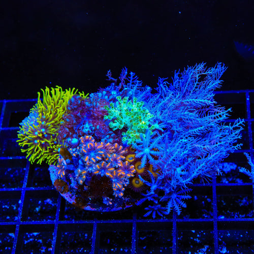Soft Coral Combo Leather Coral