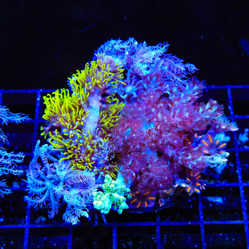 Soft Coral Combo Leather Coral