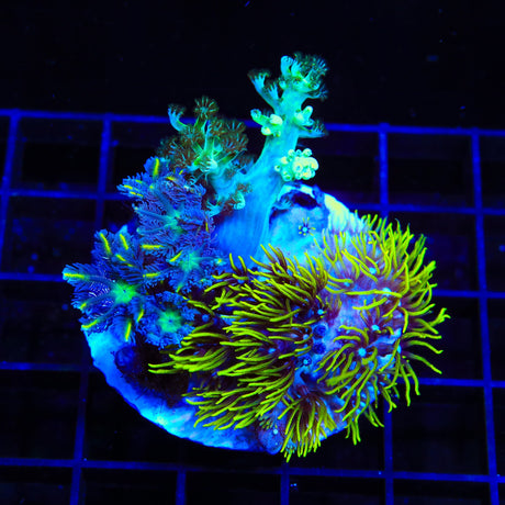 Soft Coral Combo Star Polyps Colony Coral