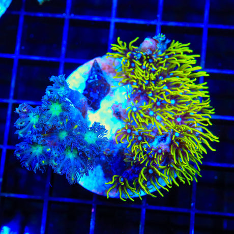 Soft Coral Combo Star Polyps Colony Coral
