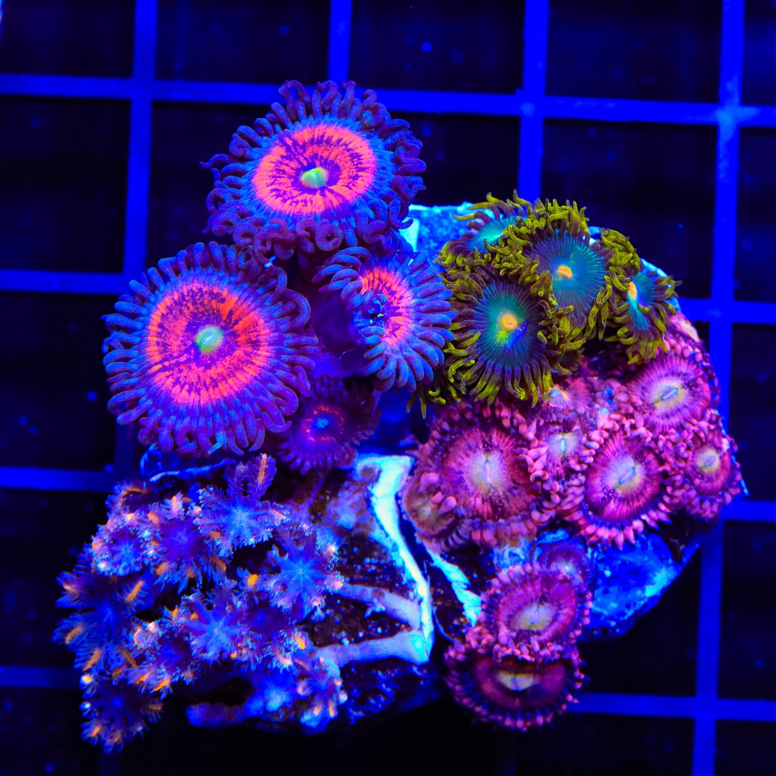 Soft Coral Combo Zoanthids Colony Coral