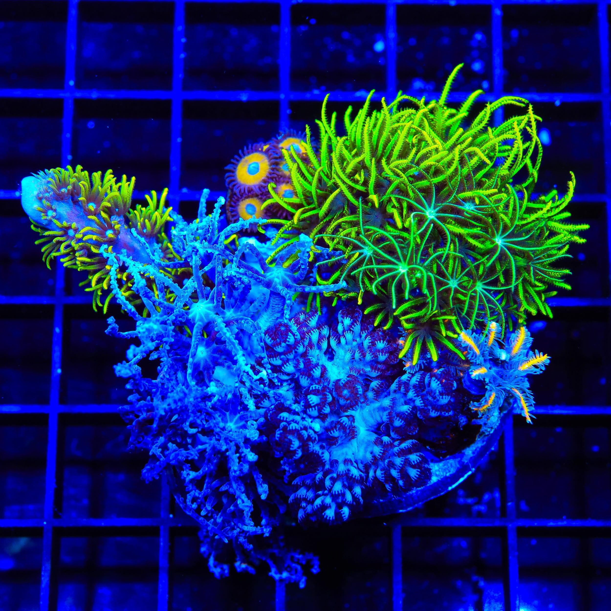 Soft Coral Combo Zoanthids Colony Coral