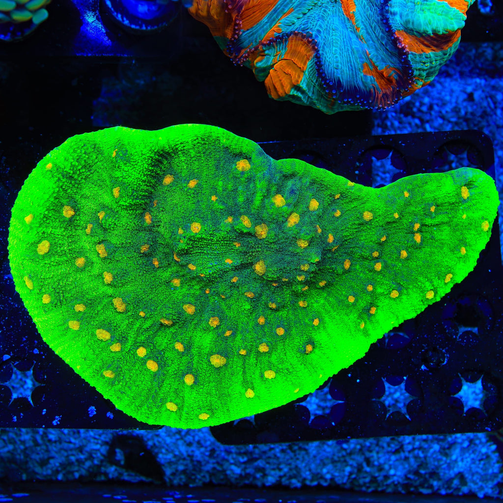 Space Invader Chalice Coral