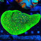 Space Invader Chalice Coral