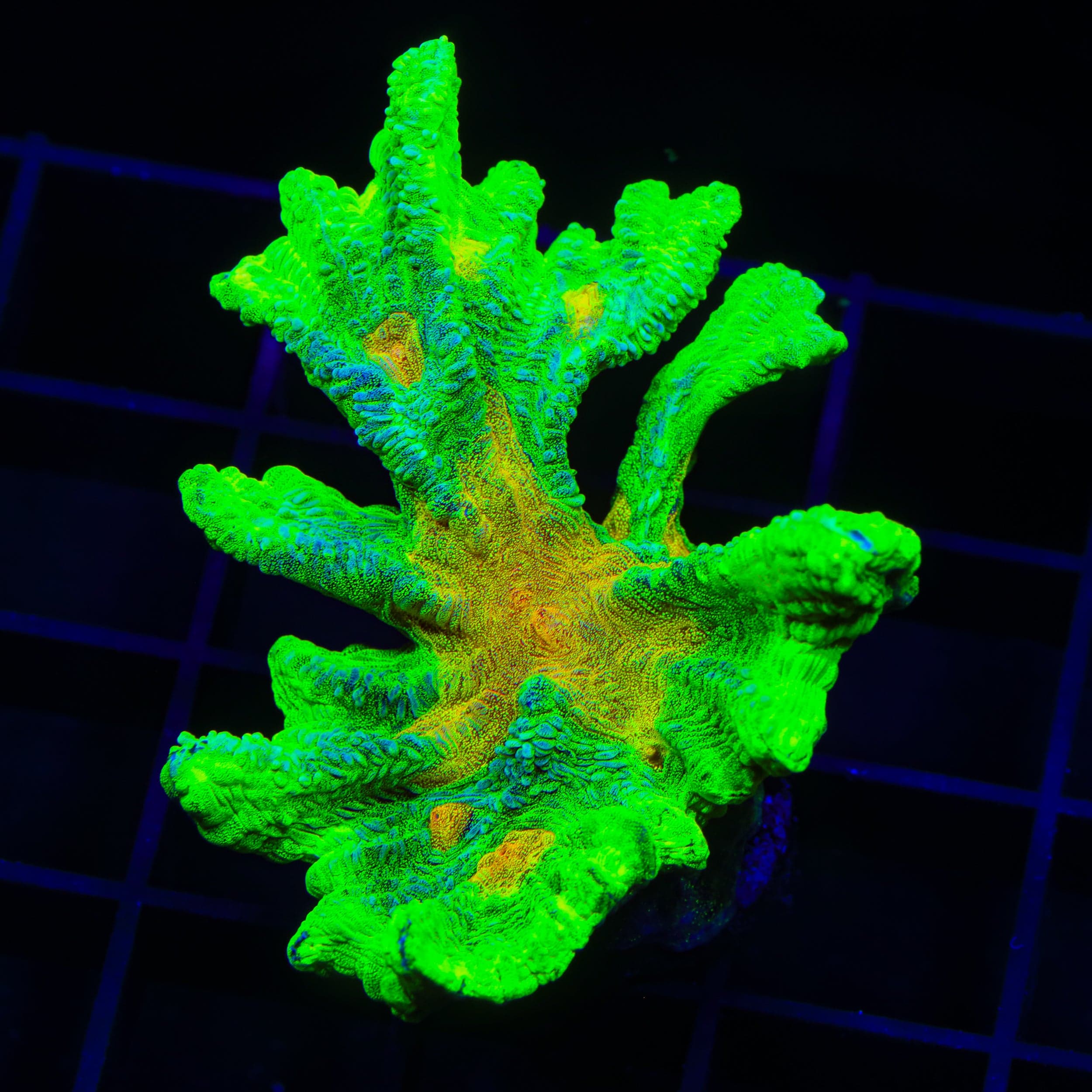 Space Invader Pectinia Colony Coral