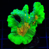 Space Invader Pectinia XL Frag Coral