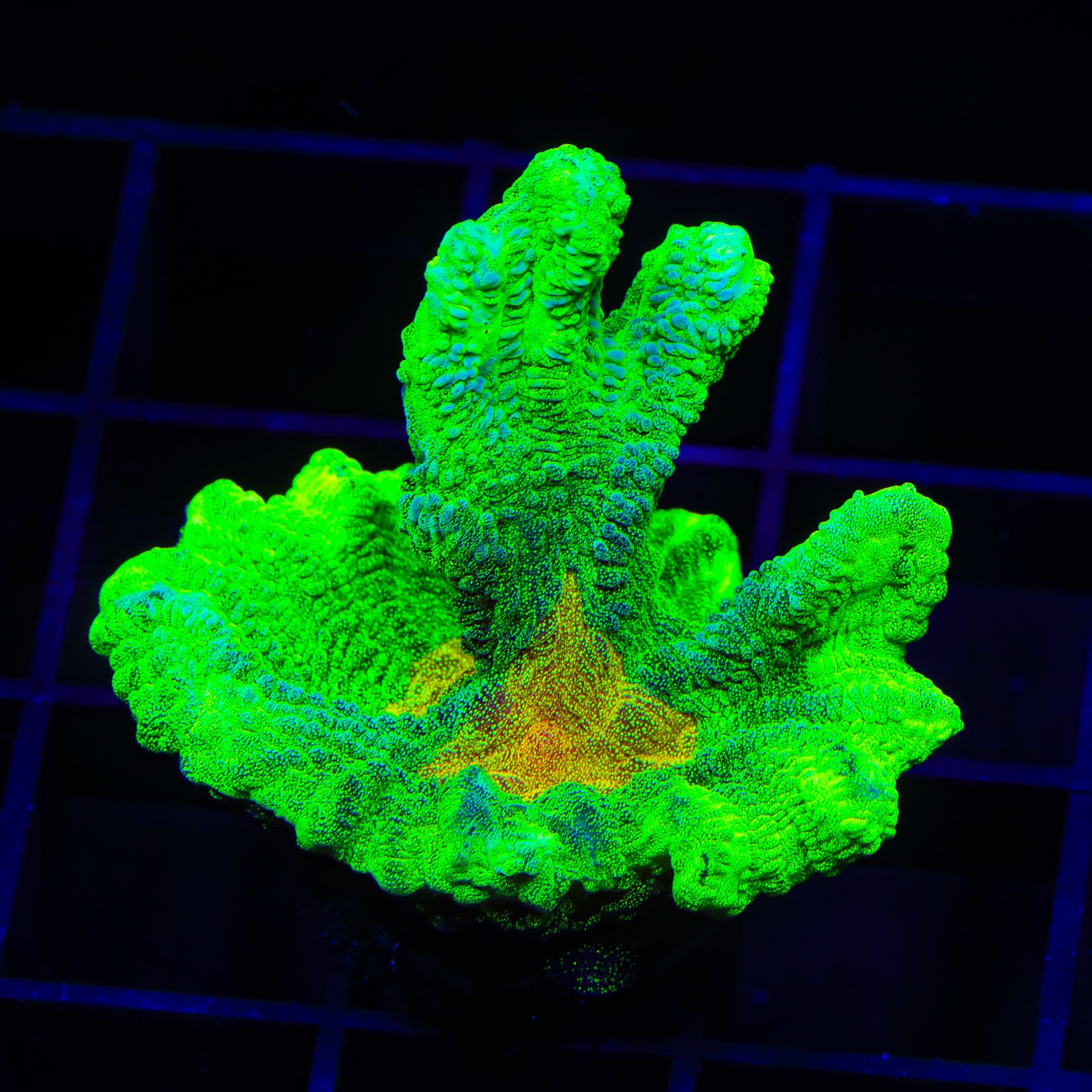 Space Invader Pectinia XL Frag Coral