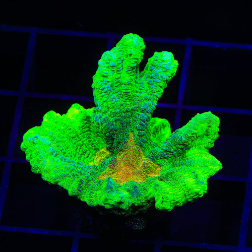 Space Invader Pectinia XL Frag Coral
