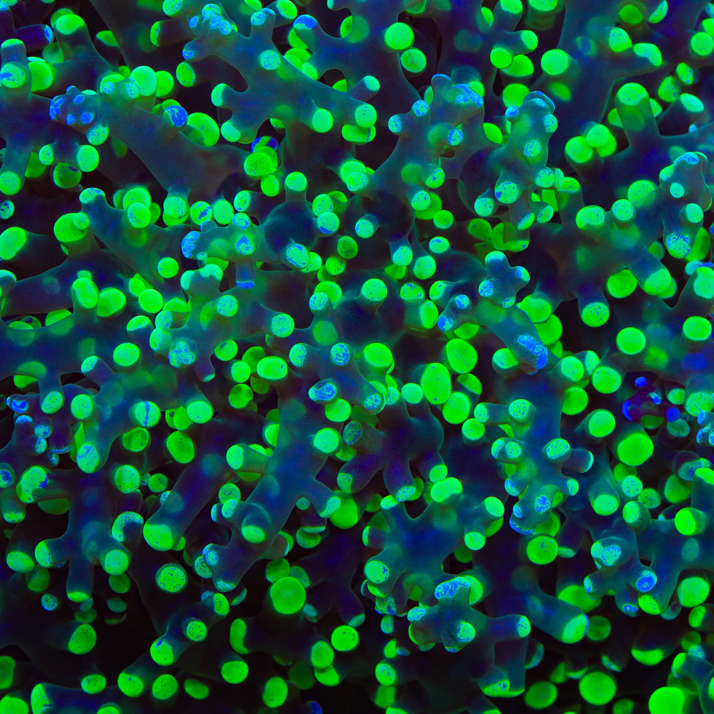 Splatter Frogspawn Coral