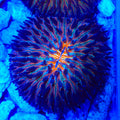 Starbeam Plate Coral