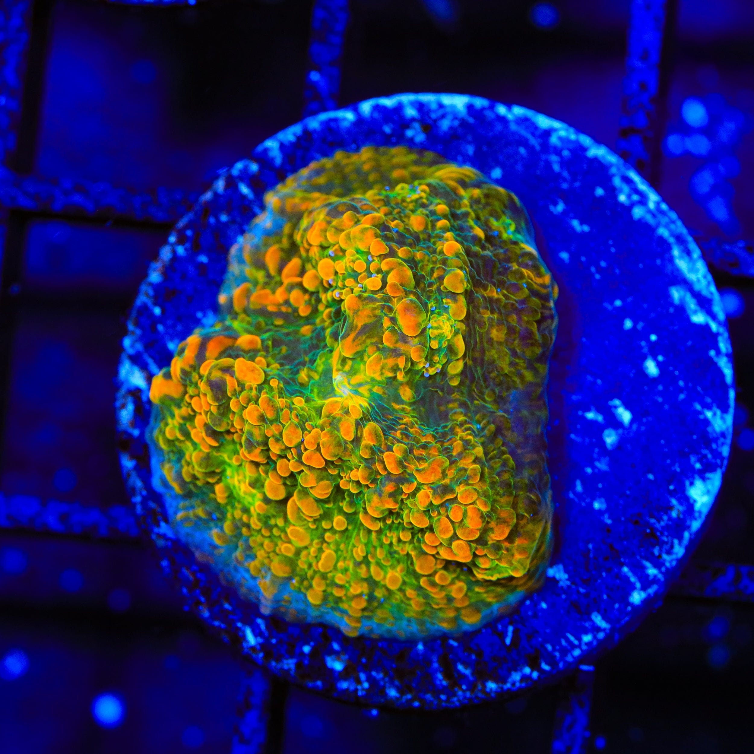 Stellaria Chalice Coral