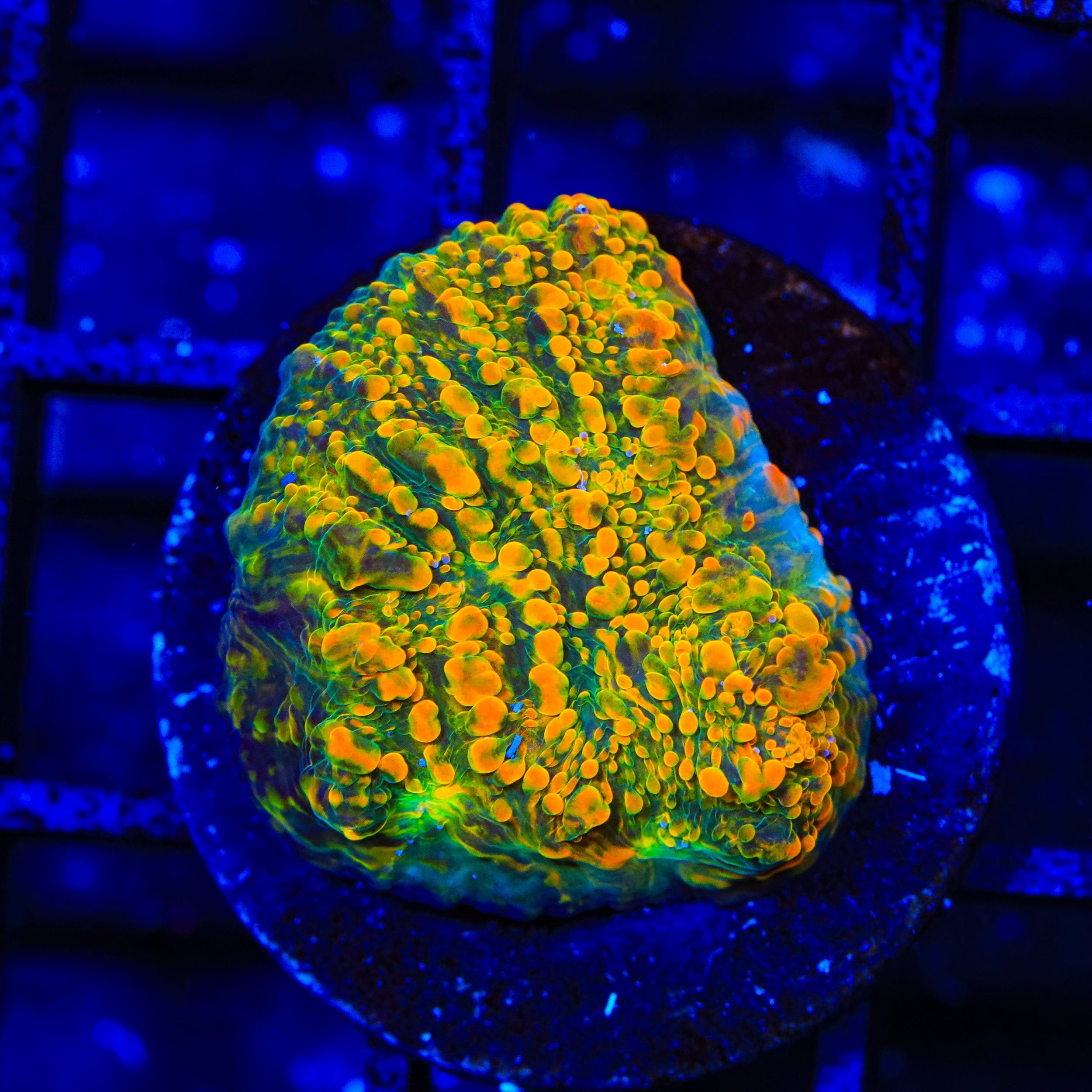 Stellaria Chalice Coral