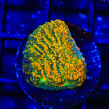 Stellaria Chalice Coral