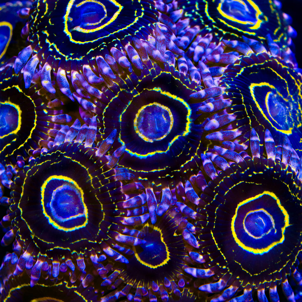 Stratospehere Zoanthids Coral