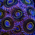 Stratospehere Zoanthids Coral