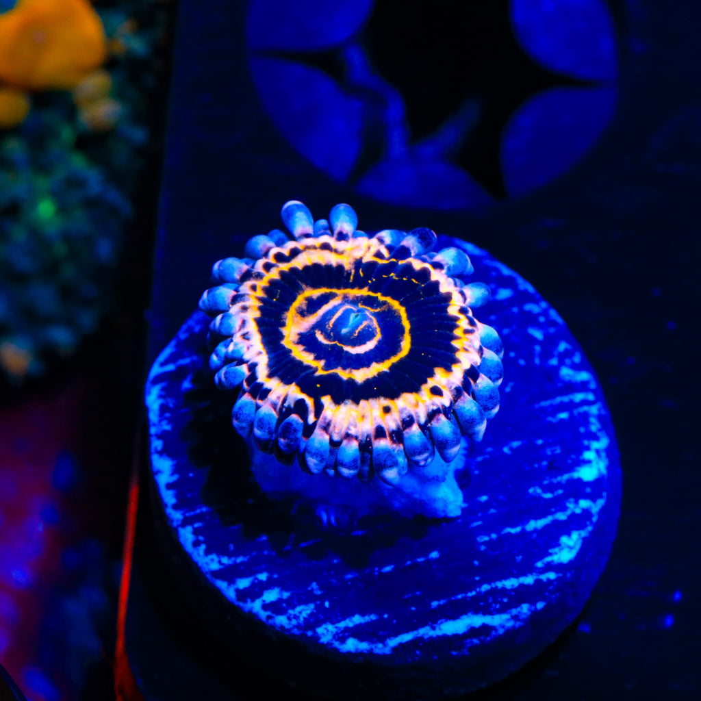 Stratosphere Zoanthids Coral