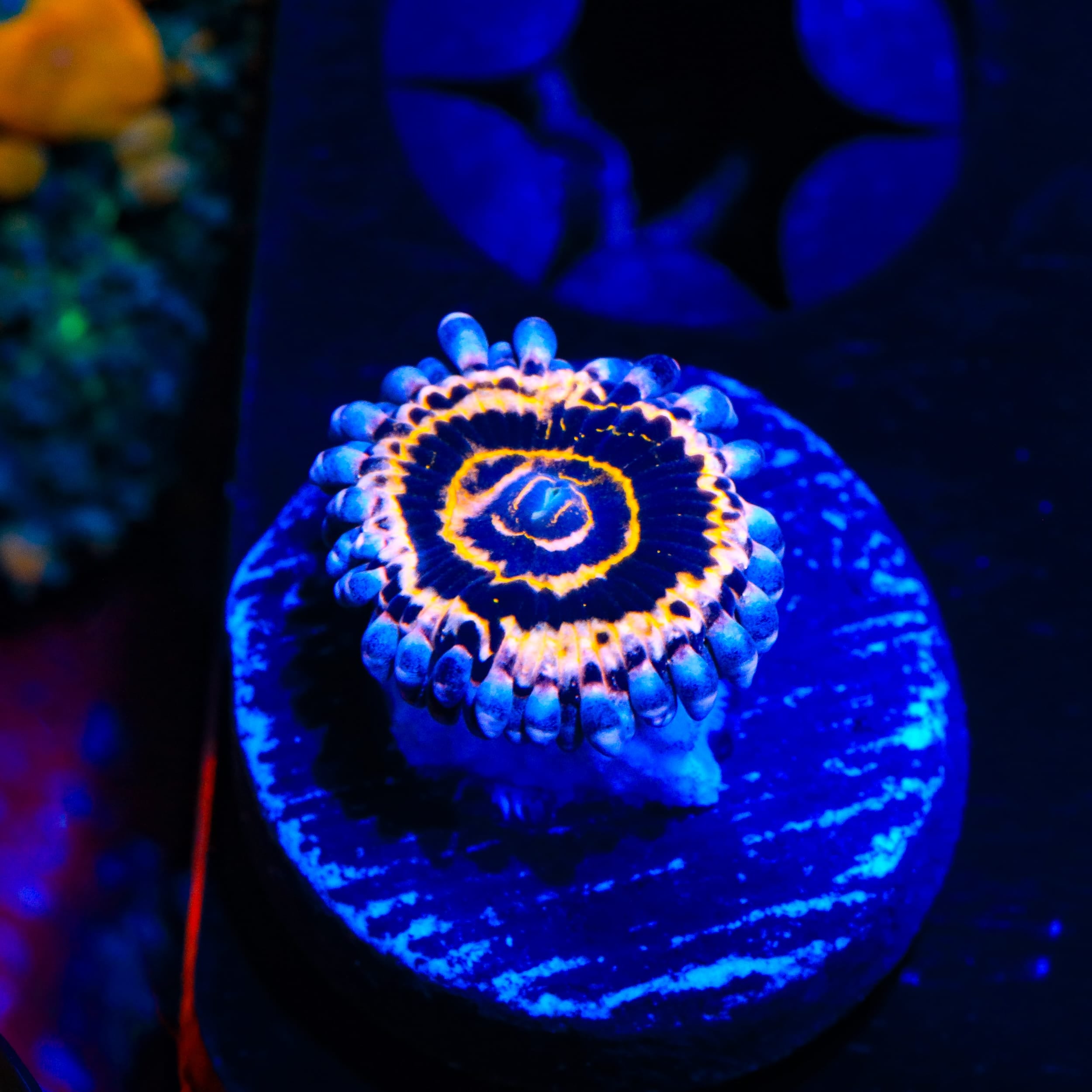 Stratosphere Zoanthids Coral