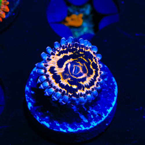 Stratosphere Zoanthids Coral