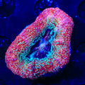 Strawberry Bowerbankii Coral