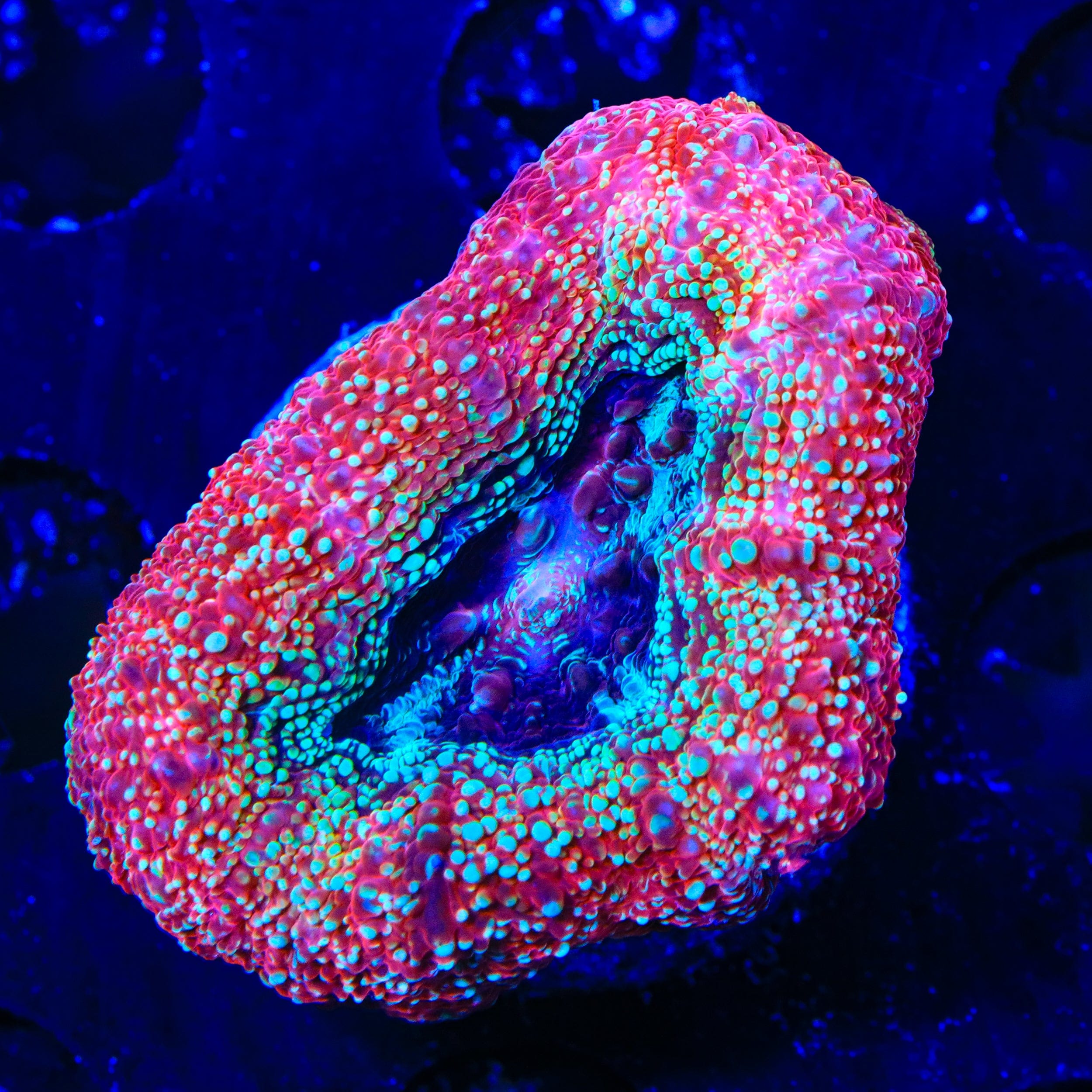 Strawberry Bowerbankii Coral