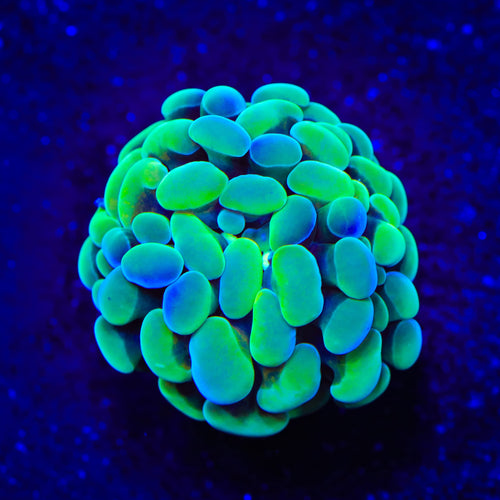 Streaker Hammer Coral