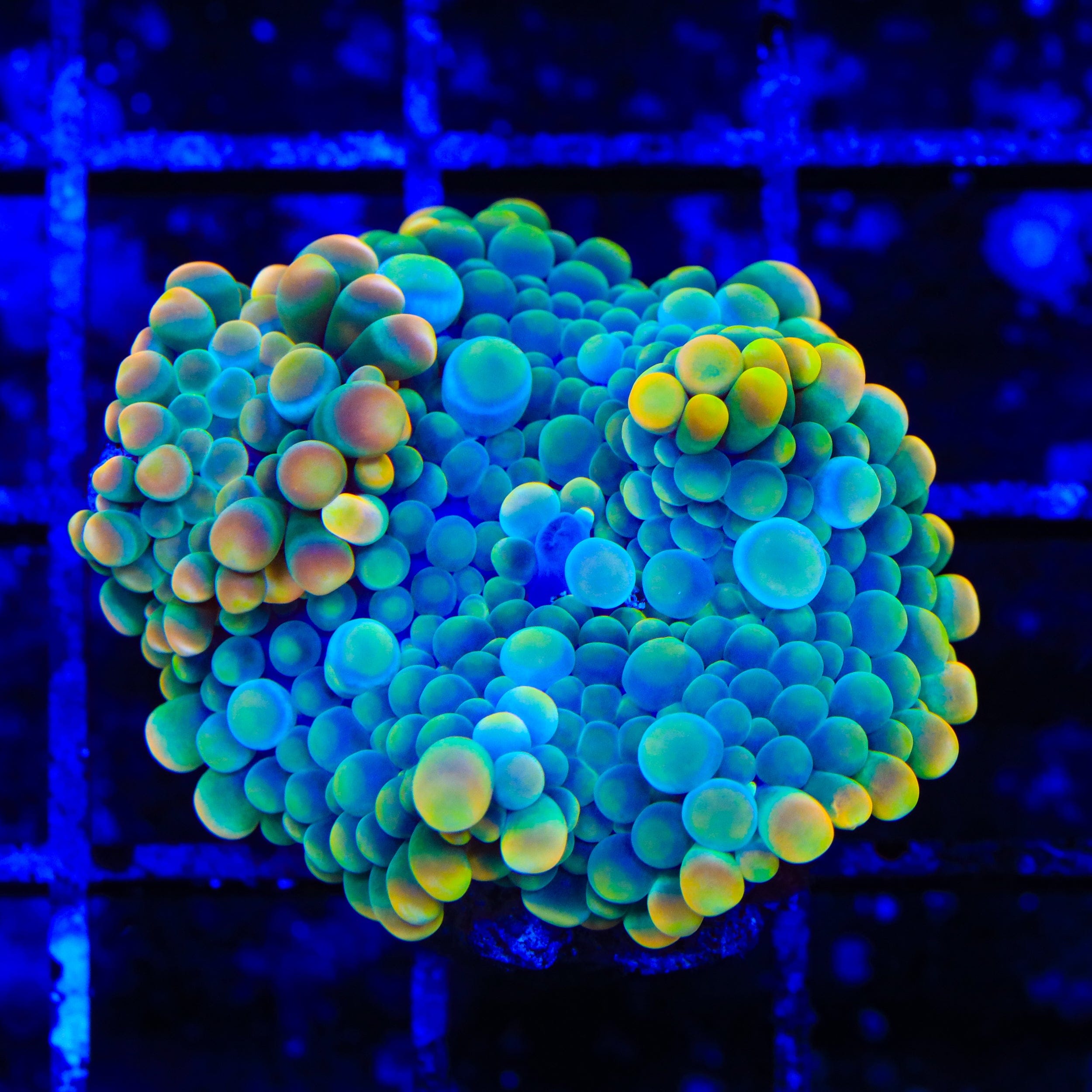 Sun Blaster Yuma Coral – Top Shelf Aquatics