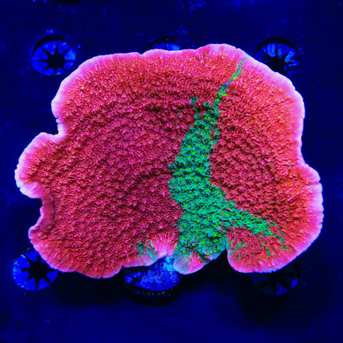 Sunfire Grafted Montipora Cap Colony Coral