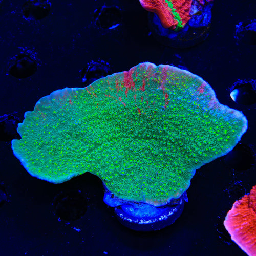 Sunfire Grafted Montipora Cap XL Frag Coral