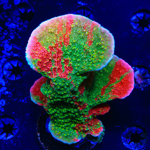 Sunfire Premium Grafted Montipora Cap Colony Coral