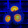Sunny D Zoanthids Coral