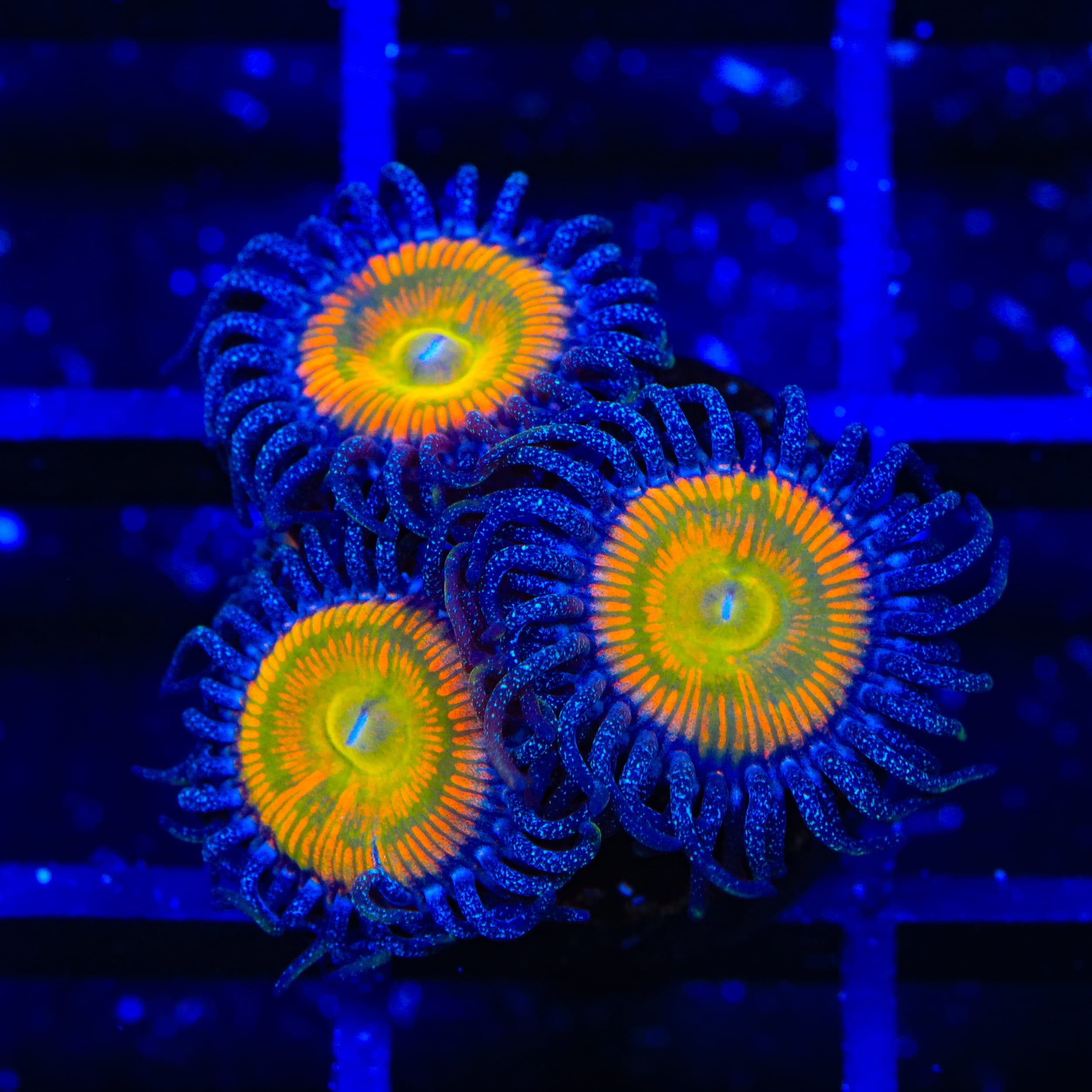 Sunny D Zoanthids Coral