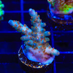 Super Saiyan Zoanthids Coral