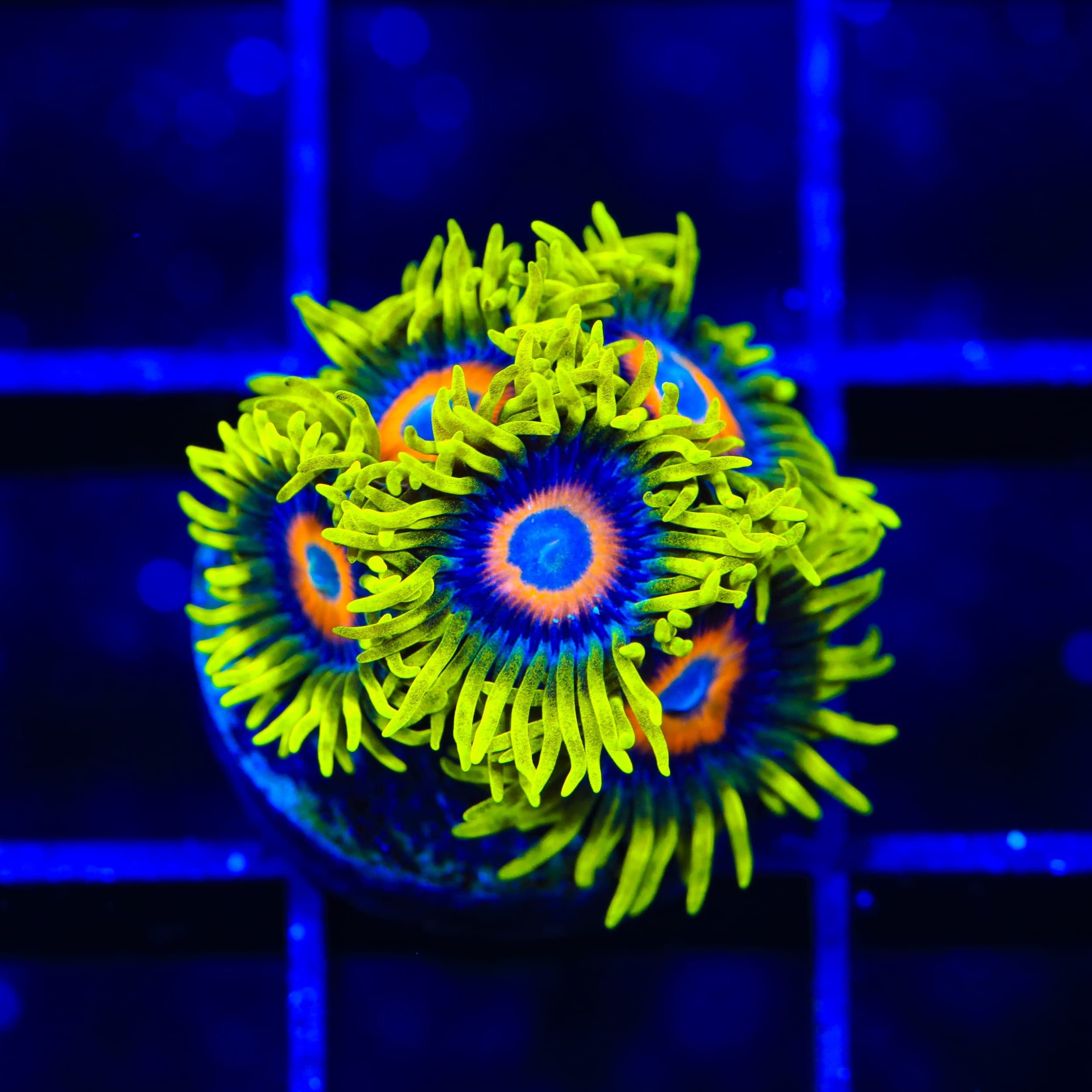 Super Saiyan Zoanthids Coral