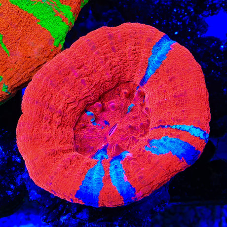 Superman Scolymia Coral