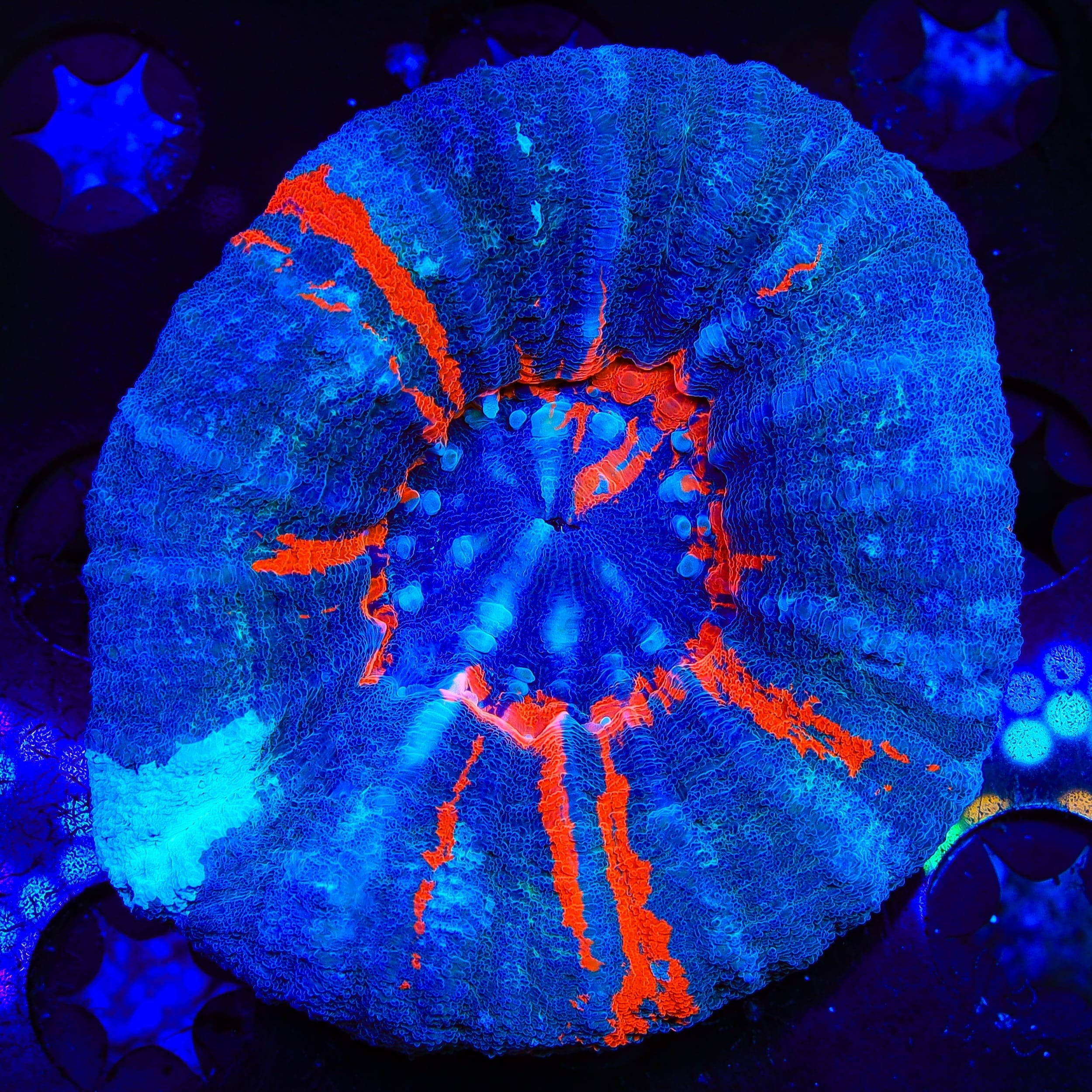 Superman Scolymia Coral
