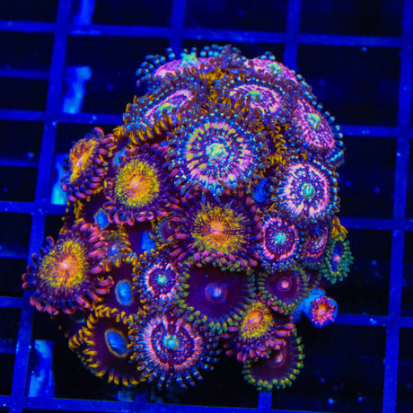 Taser, Blue Hornet and Pandora Combo Zoanthids Coral