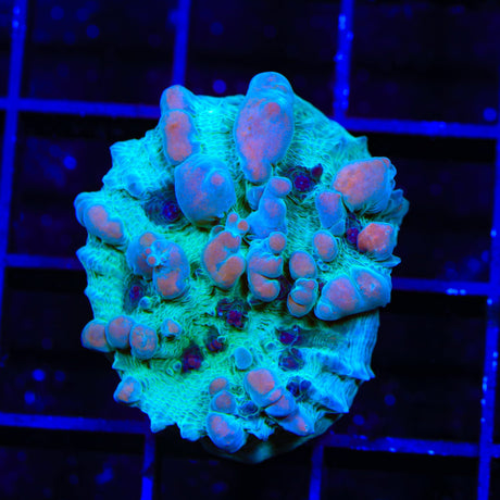 Teal Cosmic Candy Bounce Chalice Coral