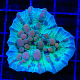 Teal Cosmic Candy Bounce Chalice Coral