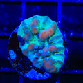 Teal Cosmic Candy Bounce Chalice Coral