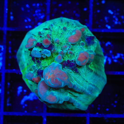 Teal Cosmic Candy Bounce Chalice Coral