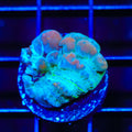 Teal Cosmic Candy Bounce Chalice Coral