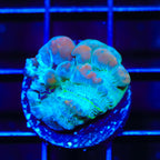 Teal Cosmic Candy Bounce Chalice Coral