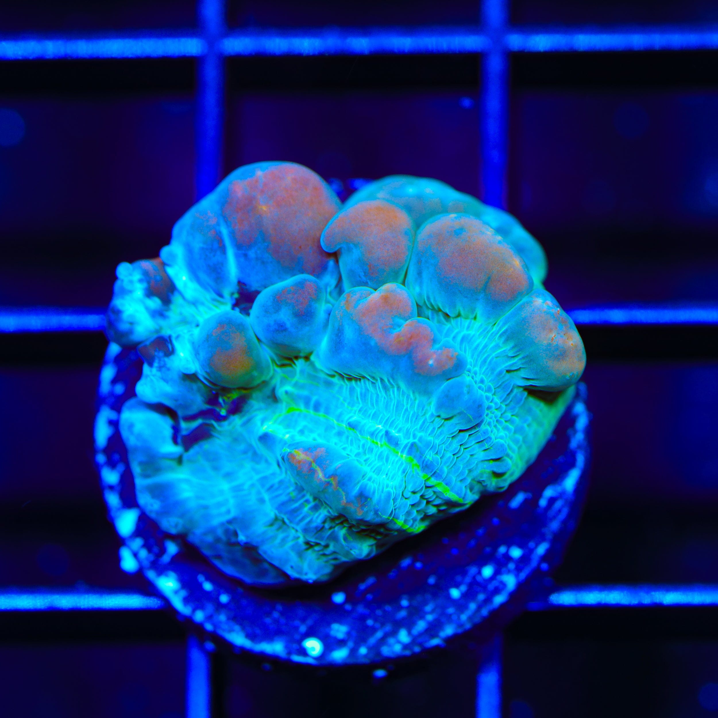 Teal Cosmic Candy Bounce Chalice Coral